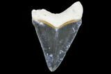 Serrated, Bone Valley Megalodon Tooth - Florida #99864-1
